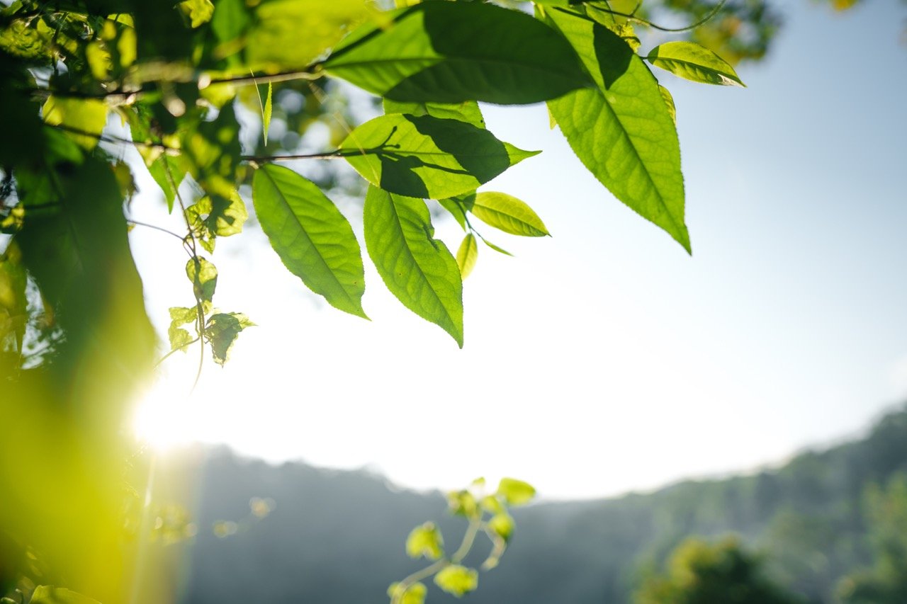 nature-background-leaf-grass-and-green-trees-backg-2026-03-24-11-23-37-utc Large